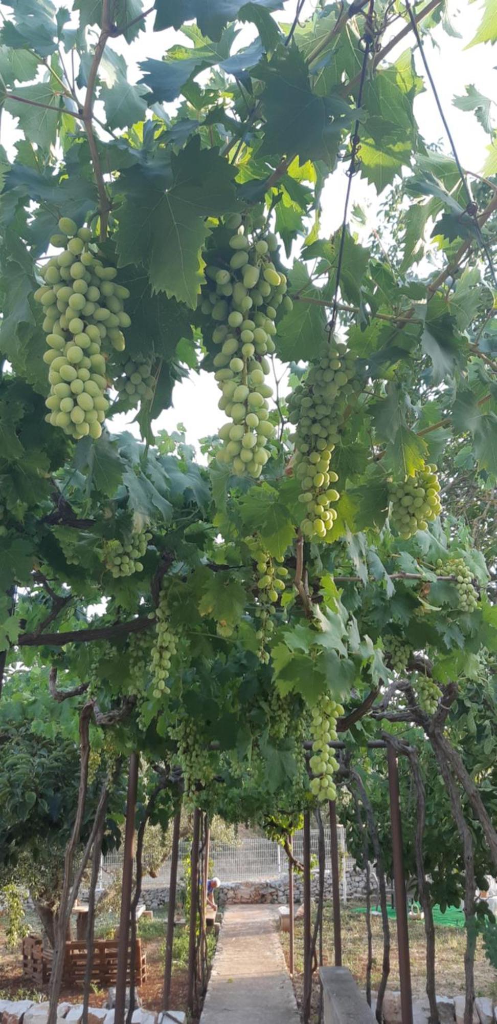 Valle D'Itria Trulli E Alcova Mikael Cisternino Luaran gambar
